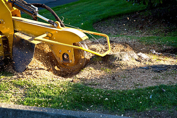 Best Emergency Storm Tree Removal  in Lake Shore, UT